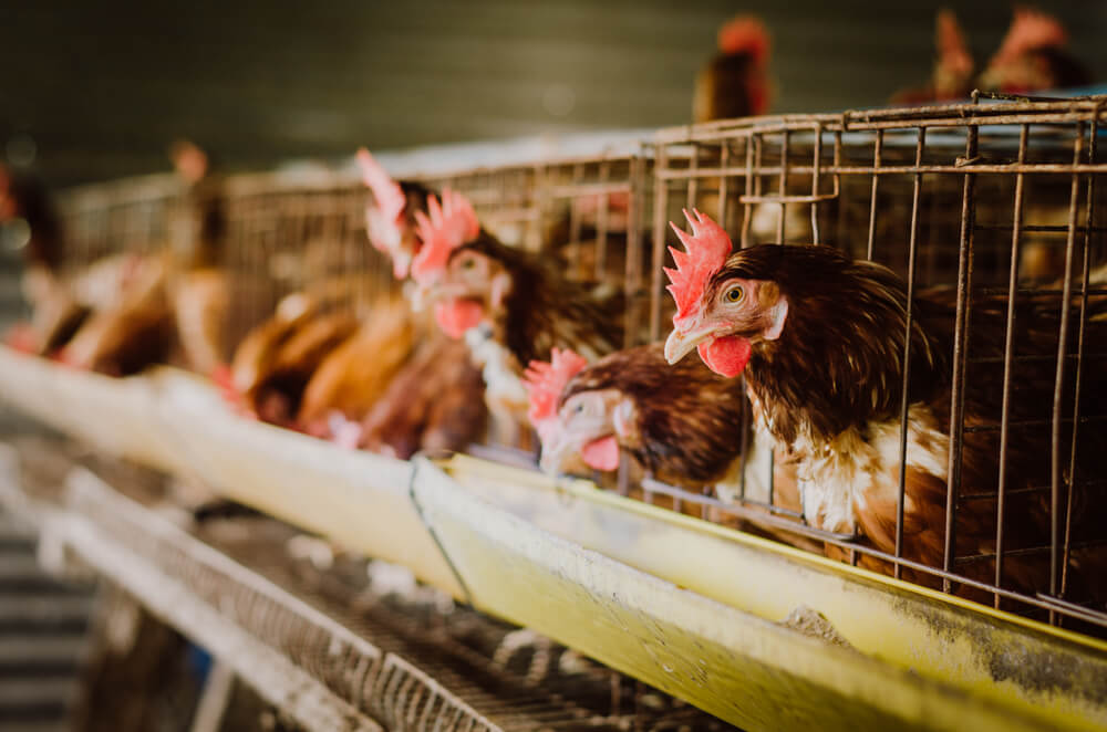 zivotne podmienky sliepok vo velkochove